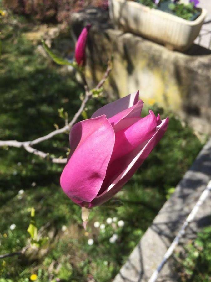 Magnolia Locazione Turistica Lejlighed San Giacomo  Eksteriør billede